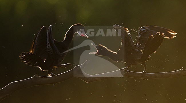 Dwergaalscholver jong voerend; Pygmy Cormorant wings feeding juvenile stock-image by Agami/Bence Mate,