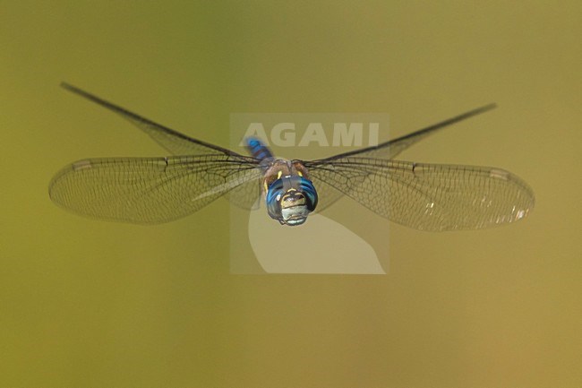 Vliegende Paardenbijter, Migrant Hawker in flight stock-image by Agami/Daniele Occhiato,