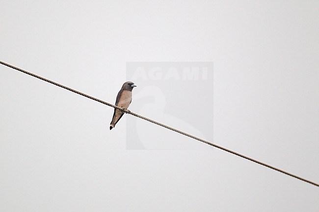 Ashy Woodswallow (Artamus fuscus) perched on wire at Kaeng Krachan National Park, Thailand stock-image by Agami/Helge Sorensen,