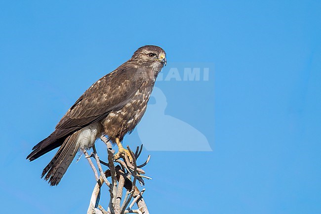 Immature (dark morph)
San Diego Co., CA
April 2023 stock-image by Agami/Brian E Small,