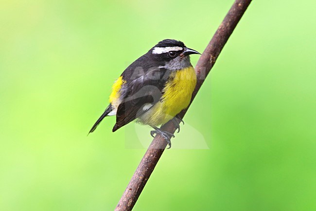 Suikerdiefje zittend op tak Tobago, Bananaquit perched on branch Tobago stock-image by Agami/Wil Leurs,