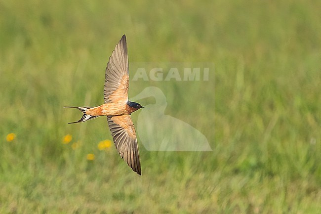 Adult American Barn Swallow (Hirundo rustica erythrogaster) in flight Galveston County, Texas, United States. stock-image by Agami/Brian E Small,