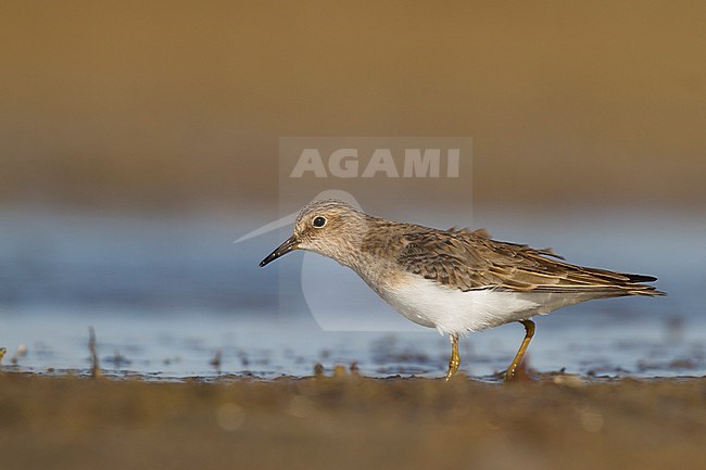 Temminck's Stint - Temminckstrandläufer - Calidris temminckii, Kazakhstan, adult, breeding plumage stock-image by Agami/Ralph Martin,