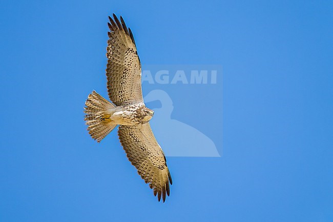 Juvenile (intermediate morph)
San Diego Co., CA
April 2023 stock-image by Agami/Brian E Small,