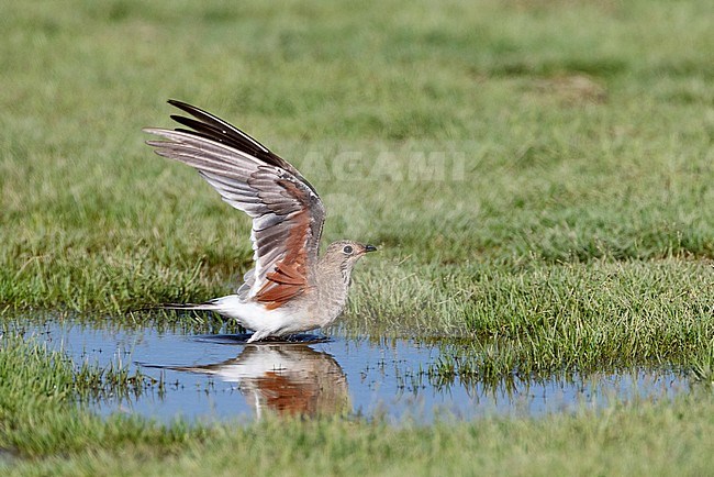 Adult Collared Pratincole (Glareola pratincola) during autumn in the Ebro delta, Spain. Taking off from the ground, showing under wing. stock-image by Agami/Marc Guyt,