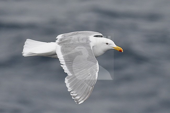 Adult Glaucous-winged Gull (Larus glaucescens) in flight, showing upper wing stock-image by Agami/Laurens Steijn,