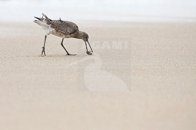 Willet, Western Willet stock-image by Agami/Martijn Verdoes,