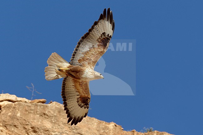 Arendbuizerd in vlucht; Long-legged Buzzard in flight stock-image by Agami/Daniele Occhiato,