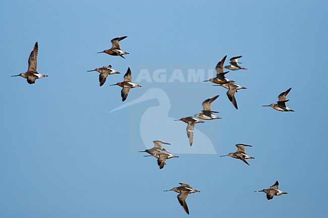 Rosse Grutto in vlucht, Bar-tailed Godwit in flight stock-image by Agami/Menno van Duijn,