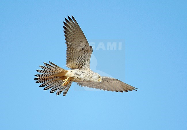 Female Lesser Kestrel (Falco naumanni) hovering in flight in Israel. Showing under wing pattern. stock-image by Agami/Dick Forsman,