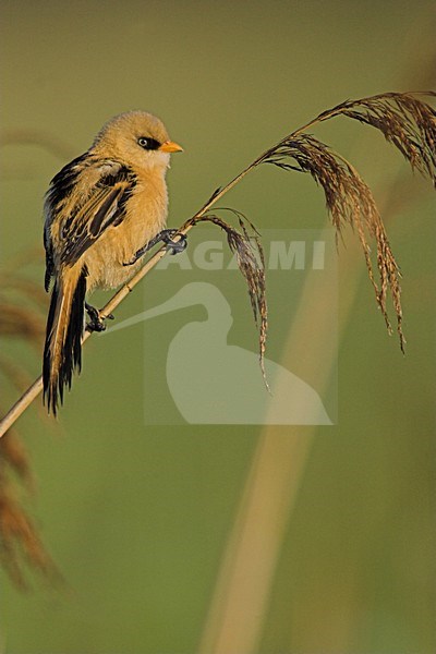 Juveniele Baardman in riet; Juvenile Bearded Reedling in reedbed stock-image by Agami/Menno van Duijn,