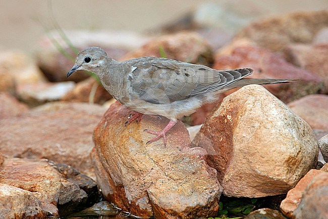 Juvenile
Pima Co., AZ
July 2007 stock-image by Agami/Brian E Small,