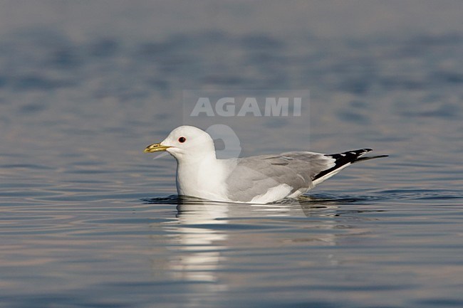 Zwemmende Stormmeeuw; Swimming Mew Gull stock-image by Agami/Arie Ouwerkerk,