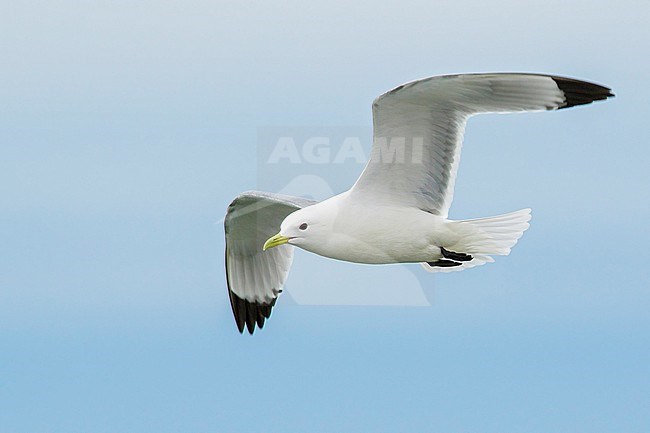 Black-legged Kittiwake (Rissa tridactyla) feeding in the ocean near Nome, Alaska. stock-image by Agami/Glenn Bartley,