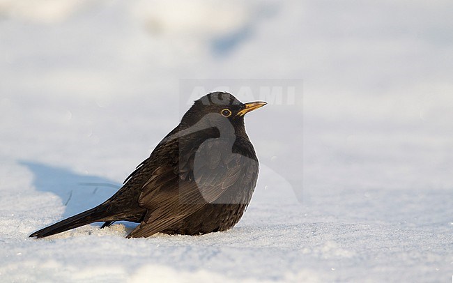 Male Common Blackbird (Turdus merula merula) sitting in snow at Holte, Denmark stock-image by Agami/Helge Sorensen,