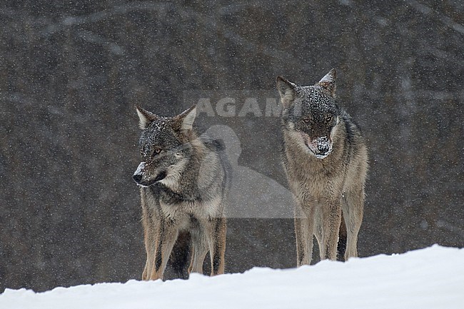 Wolf in snow covered forest in Poland stock-image by Agami/Han Bouwmeester,