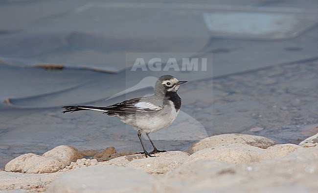 Adult winter plumaged female Masked Wagtail (Motacilla personata) close to Caspian Sea in Iran. stock-image by Agami/Edwin Winkel,