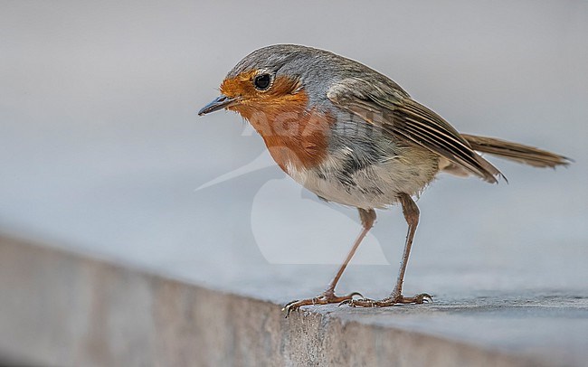 Adult Tenerife Robin (( Erithacus (rubecula) superbus)) sitting in Erjos, Tenerife, Canary Islands, Spain. stock-image by Agami/Vincent Legrand,