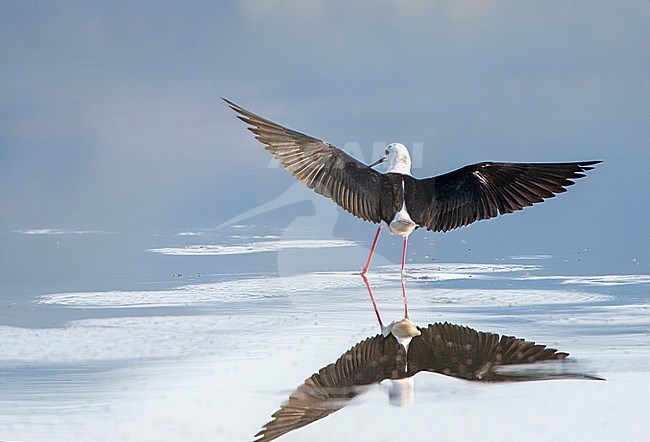 Black-winged Stilt (Himantopus himantopus) landing in the Skala Kalloni Salt Pans, on the island of Lesvos, Greece stock-image by Agami/Marc Guyt,