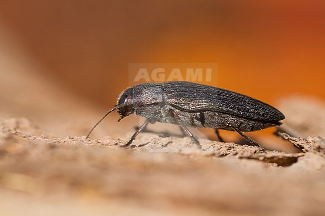 Buprestis rustica - Bauern-Prachtkäfer, Germany (Baden-Württemberg), imago stock-image by Agami/Ralph Martin,