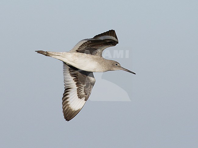 Willet, Willet stock-image by Agami/Mike Danzenbaker,