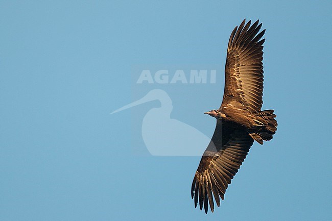 Hooded Vulture, Necrosyrtes monachus, in Africa. stock-image by Agami/Ian Davies,