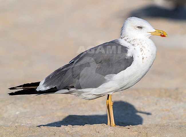 Heuglin's Gull (Larus heuglini), side view of an adult in winter plumage standing on the sand, Dhofar, Oman. stock-image by Agami/Saverio Gatto,