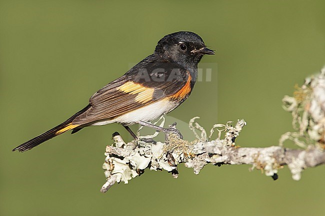 Adult male 
Galveston Co., TX 
April 2011 stock-image by Agami/Brian E Small,