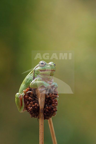 Rustende Boomkikker; resting common tree frog; stock-image by Agami/Walter Soestbergen,