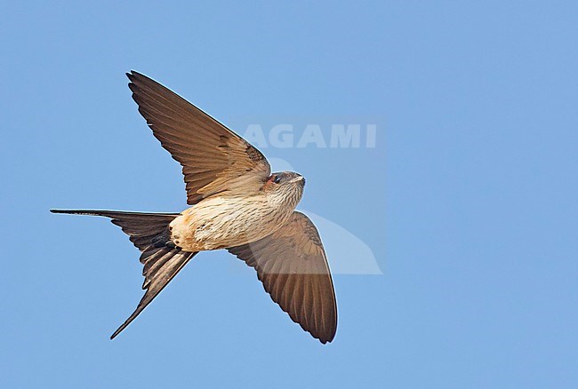 Eastern Red-rumped Swallow (Cecropis daurica japonica) Happy Island China. Also known as Lesser Striated Swallow. stock-image by Agami/Markus Varesvuo,