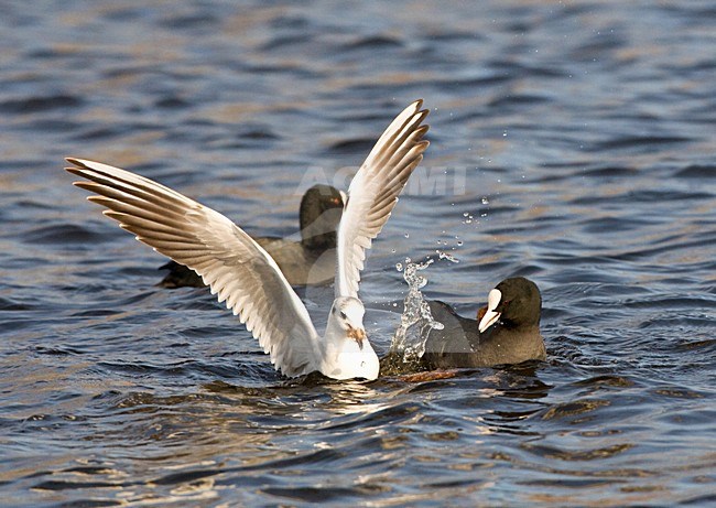 Kokmeeuw en Meerkoet vechtend om brood; Common Black-headed Gull and Eurasian Coot fighting for food stock-image by Agami/Marc Guyt,