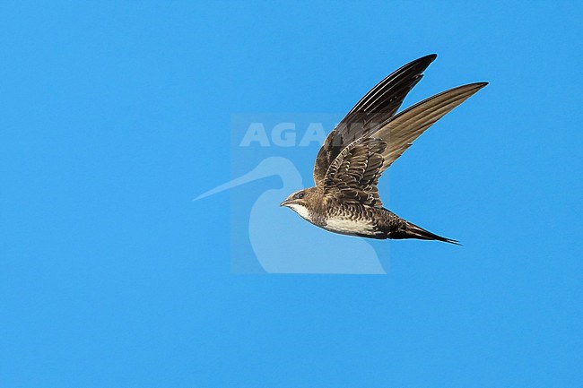 Alpine Swift (Tachymarptis melba) flying agains blue sky in Switzerland. stock-image by Agami/Marcel Burkhardt,