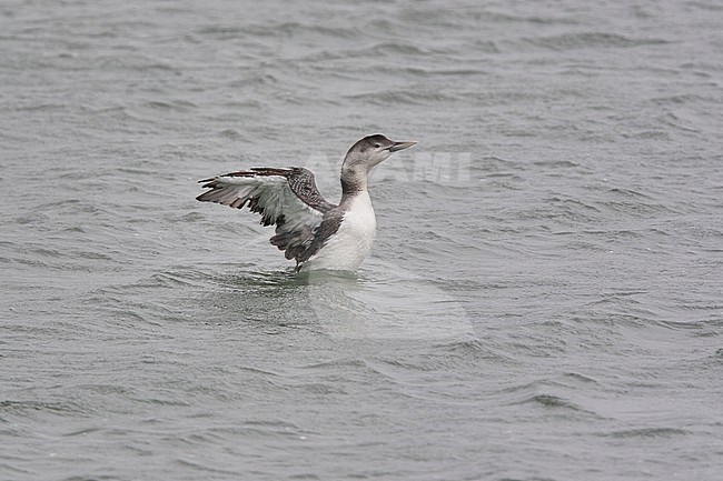 Wintering White-billed Diver (Gavia adamsii) in the United Kingdom. Flapping its wings. stock-image by Agami/Michael McKee,