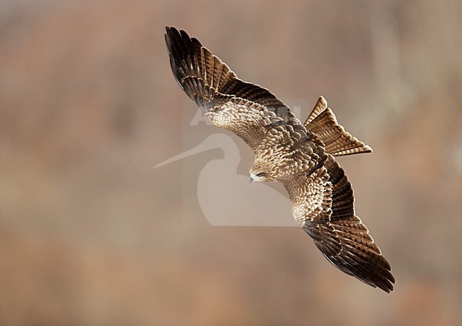 Zwartoorwouw in vlucht, Black-eared Kite in flight stock-image by Agami/Markus Varesvuo,