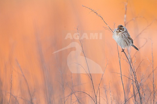 Reed Bunting - Rohrammer - Emberiza schoeniclus ssp. schoeniclus, Germany stock-image by Agami/Ralph Martin,