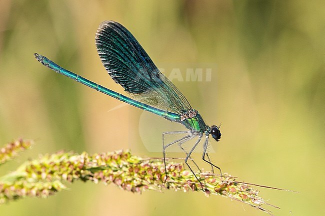 Banded Demoiselle (Calopteryx splendens), side view of an adult male perched on a plant, Campania, Italy stock-image by Agami/Saverio Gatto,