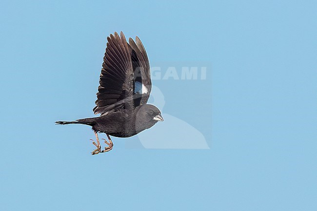 Adult male breeding
Weld Co., CO
June 2023 stock-image by Agami/Brian E Small,