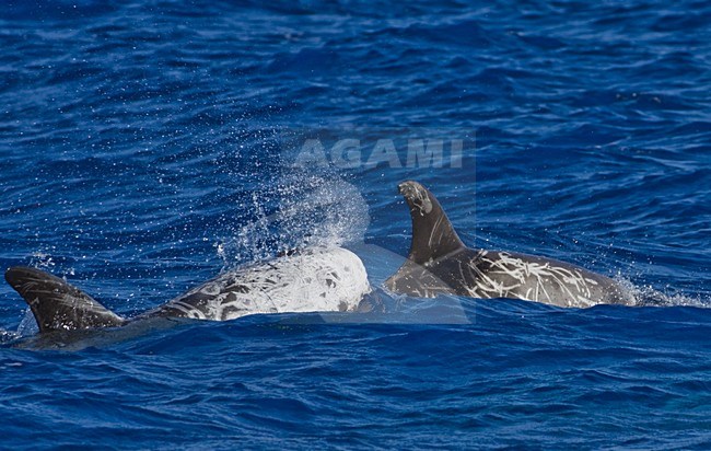 Gramper, Risso's dolphin stock-image by Agami/WJ Strietman,