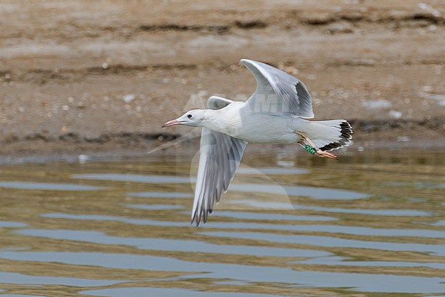 Juvenile Slender-billed Gull (Chroicocephalus genei) in flight along the Mediterranean coast of France. Ringed individual. stock-image by Agami/Arnold Meijer,