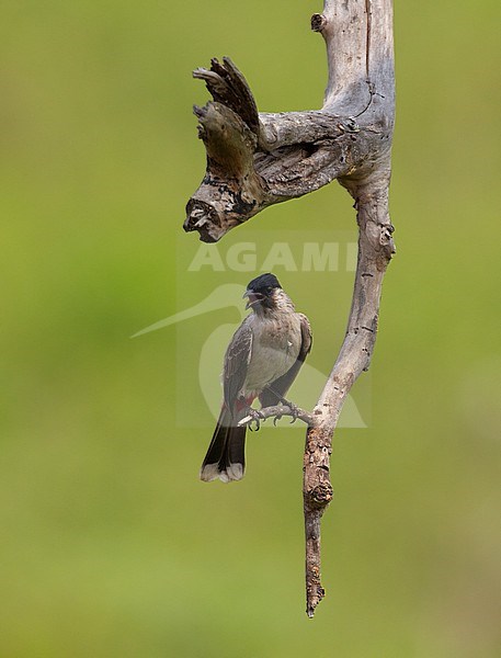 Sooty-headed Bulbul (Pycnonotus aurigaster) at Fang, Thailand stock-image by Agami/Helge Sorensen,