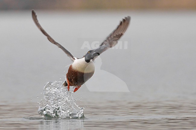 Mannetje Slobeend in de vlucht; Male European Shoveler in flight stock-image by Agami/Daniele Occhiato,