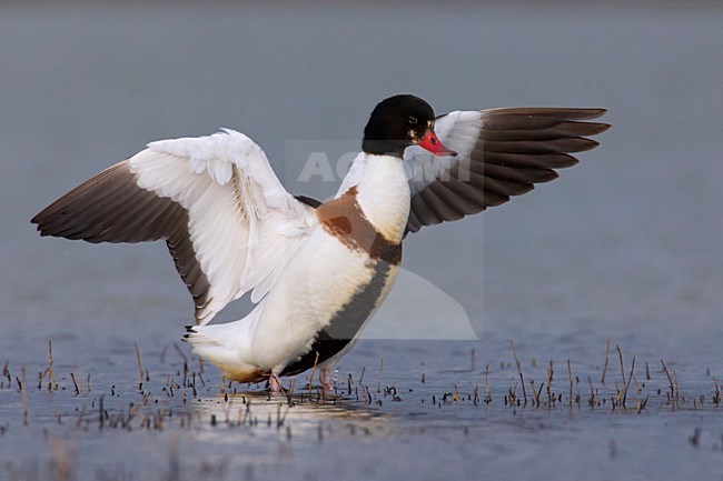 Vrouwtje Bergeend; Female Common Shelduck stock-image by Agami/Daniele Occhiato,