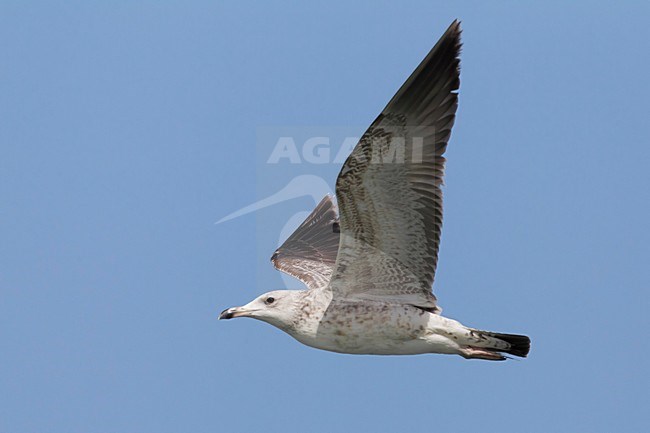 Gabbiano del Caspio; Gabbiano delle steppe; Steppe Gull; Larus cachinnans barabensis stock-image by Agami/Daniele Occhiato,