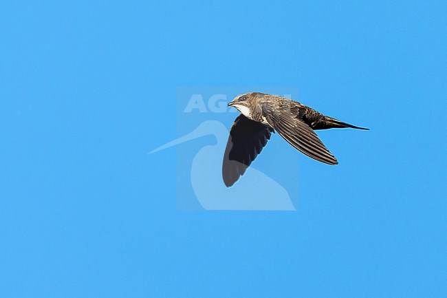 Alpine Swift (Tachymarptis melba) flying agains blue sky in Switzerland. stock-image by Agami/Marcel Burkhardt,