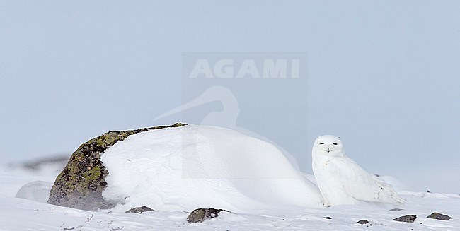 Snowy Owl (Nyctea scandiaca) Utsjoki Finland April 2013 stock-image by Agami/Markus Varesvuo,