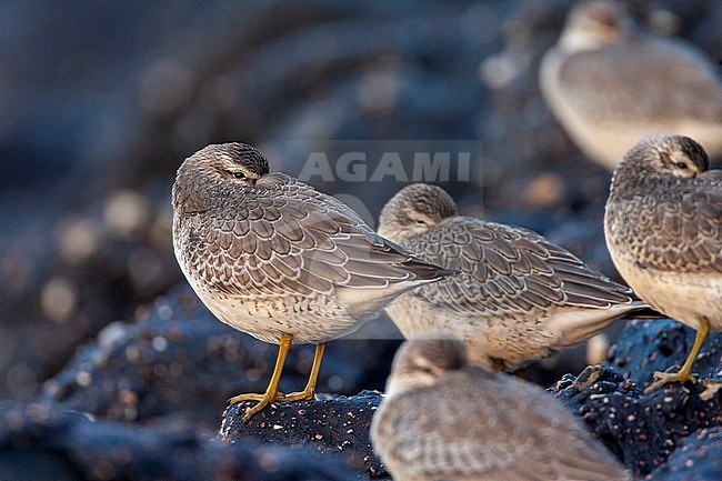 Red Knot (Calidris canutus) at the southern pier of IJmuiden in the Netherlands. stock-image by Agami/Marc Guyt,