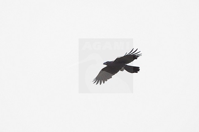 Eastern Jungle Crow (Corvus levaillantii) in flight in Petchaburi, Thailand stock-image by Agami/Helge Sorensen,