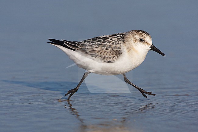 Drieteenstrandloper, Sanderling, Calidris alba stock-image by Agami/Arie Ouwerkerk,