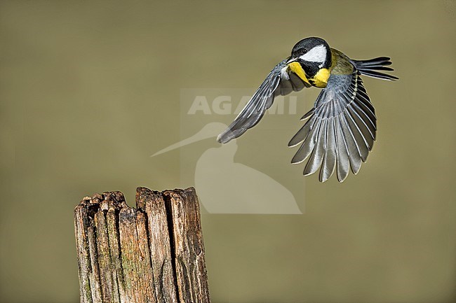 Great Tit flying. Koolmees vliegend stock-image by Agami/Alain Ghignone,