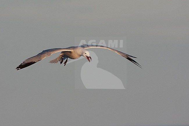 Audouin's Gull - Korallenmöwe - Larus audouinii, Spain (Mallorca), adult stock-image by Agami/Ralph Martin,